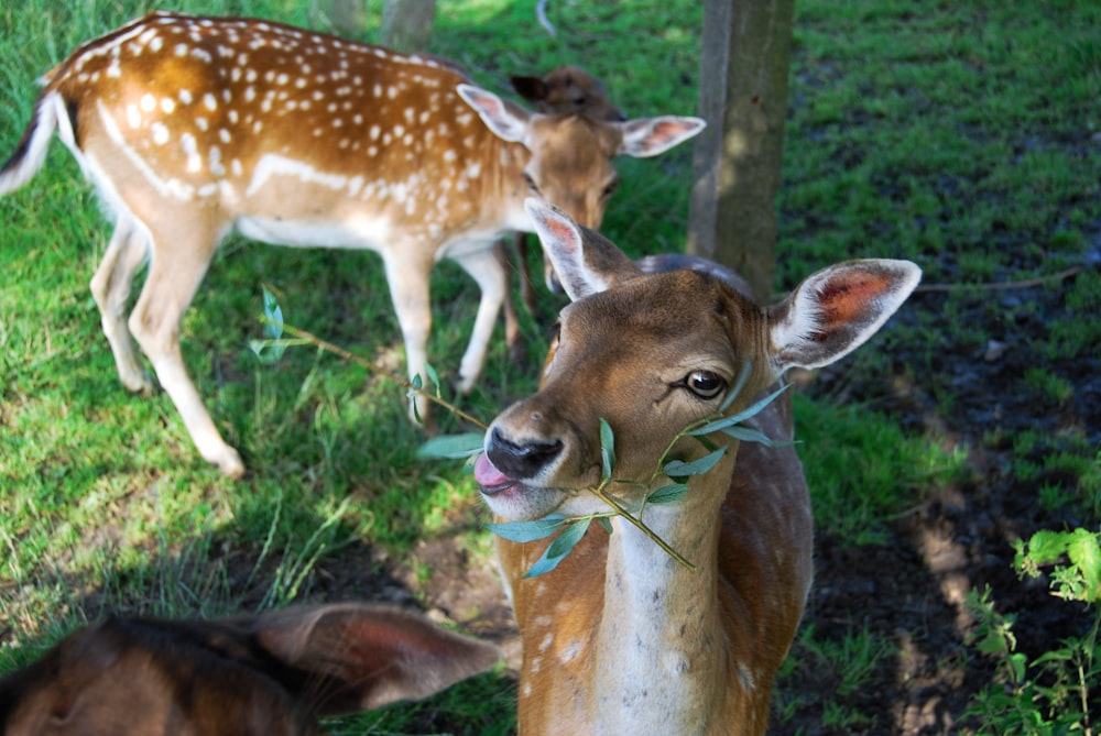 a couple of deer standing on top of a lush green field