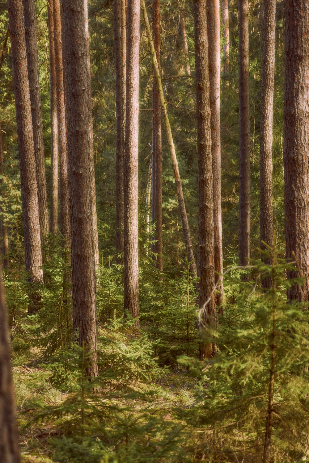 a forest filled with lots of tall trees