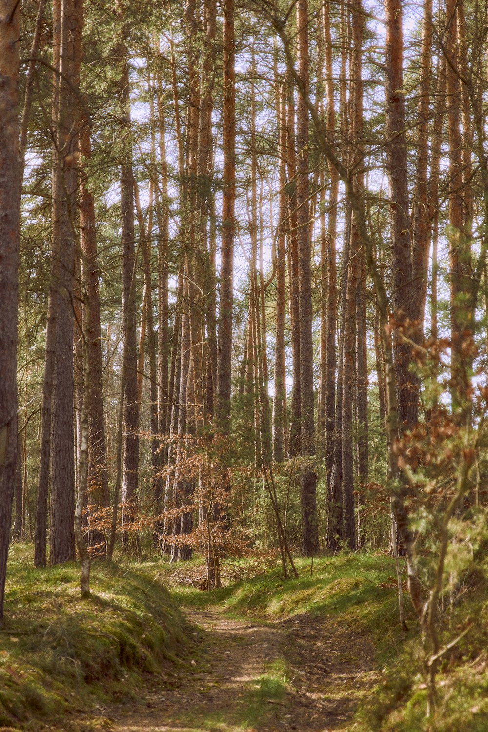 a dirt path in the middle of a forest