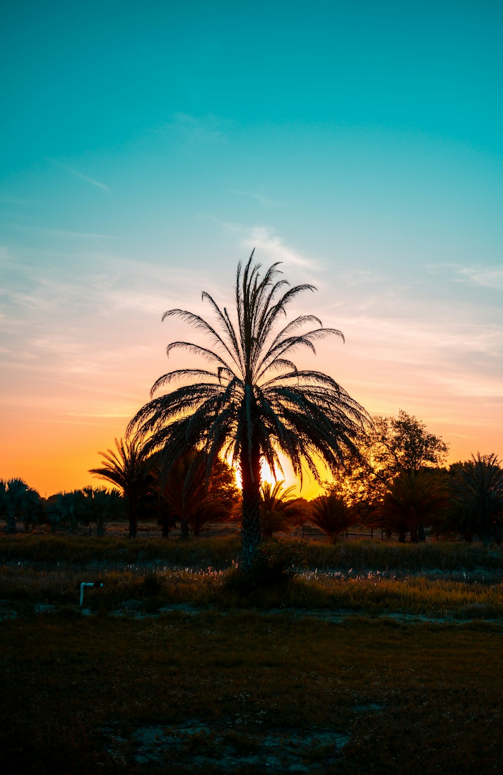 a palm tree is silhouetted against a sunset