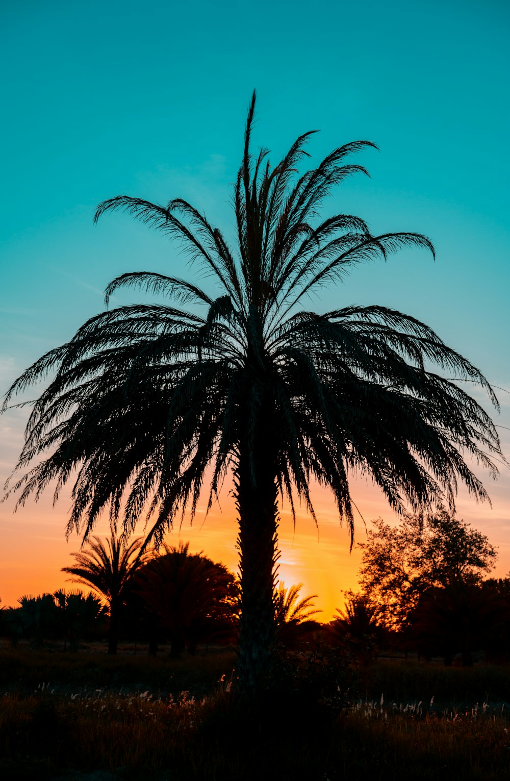 a palm tree is silhouetted against a sunset