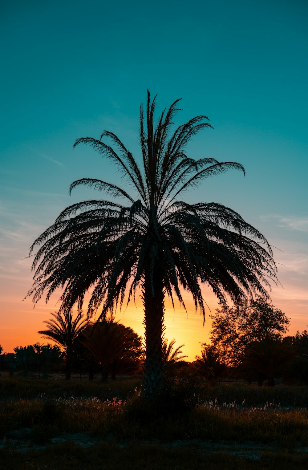 a palm tree is silhouetted against a sunset