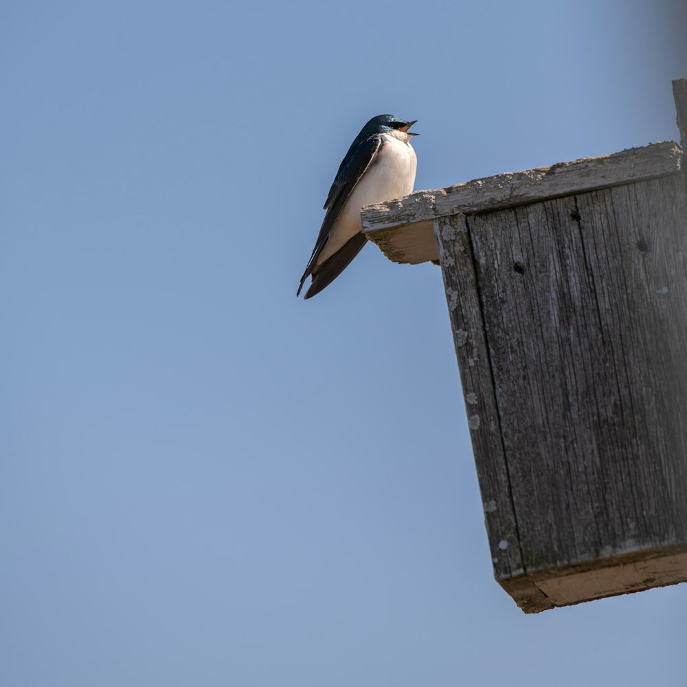 a bird sitting on top of a wooden fence