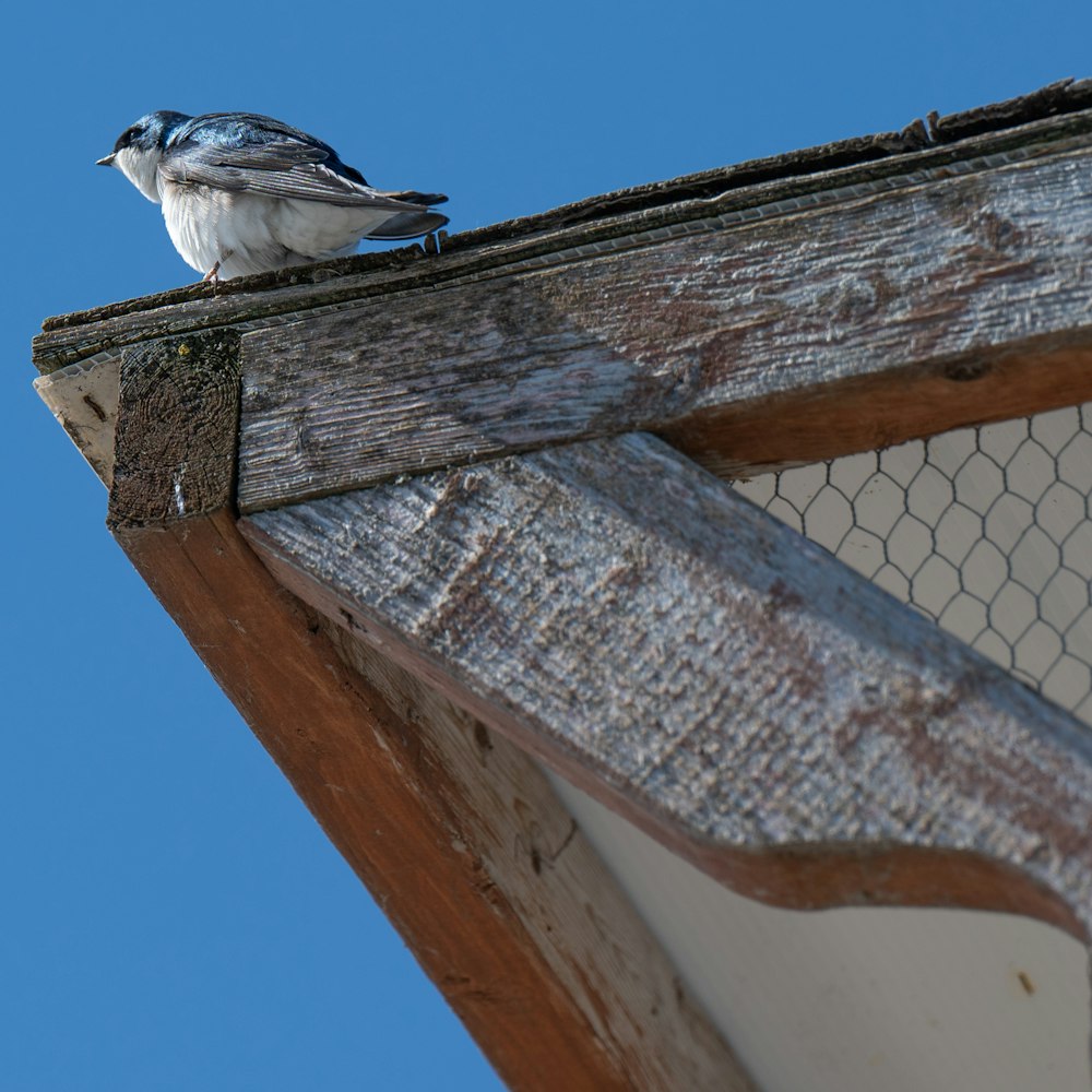 a small bird perched on top of a wooden structure