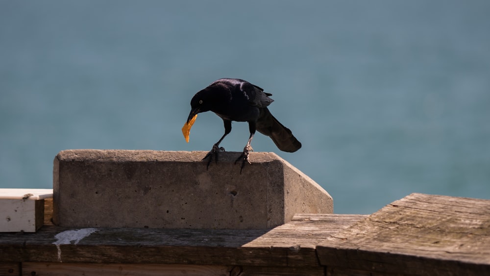 a black bird sitting on top of a cement block