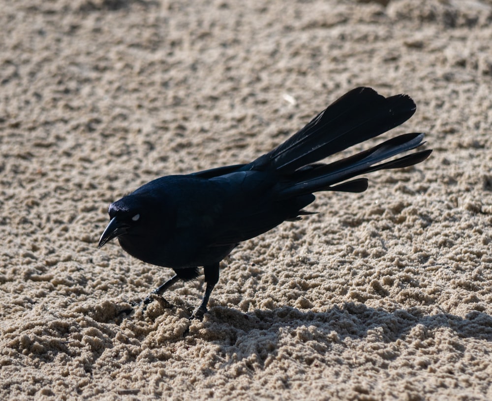 a black bird standing on top of a sandy beach