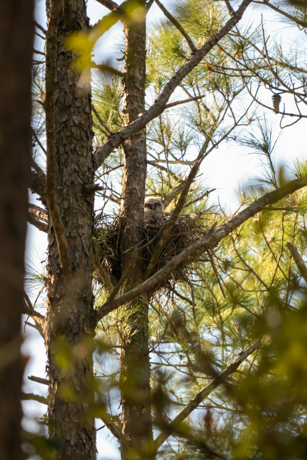 Un uccello è seduto in un nido su un albero