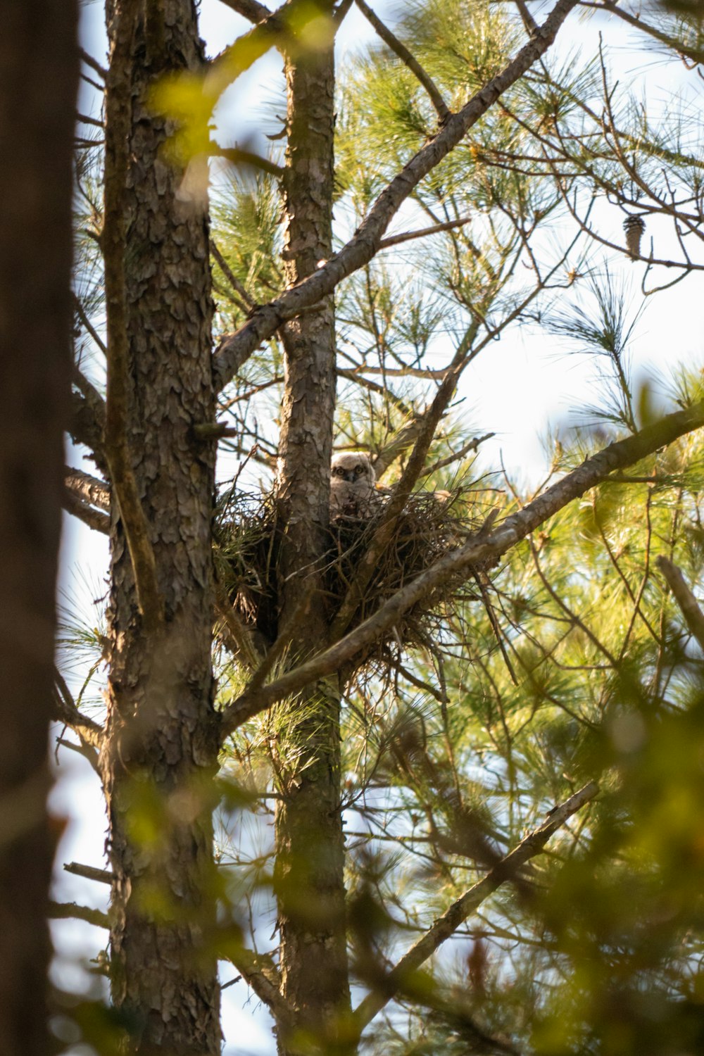 a bird is sitting in a nest in a tree