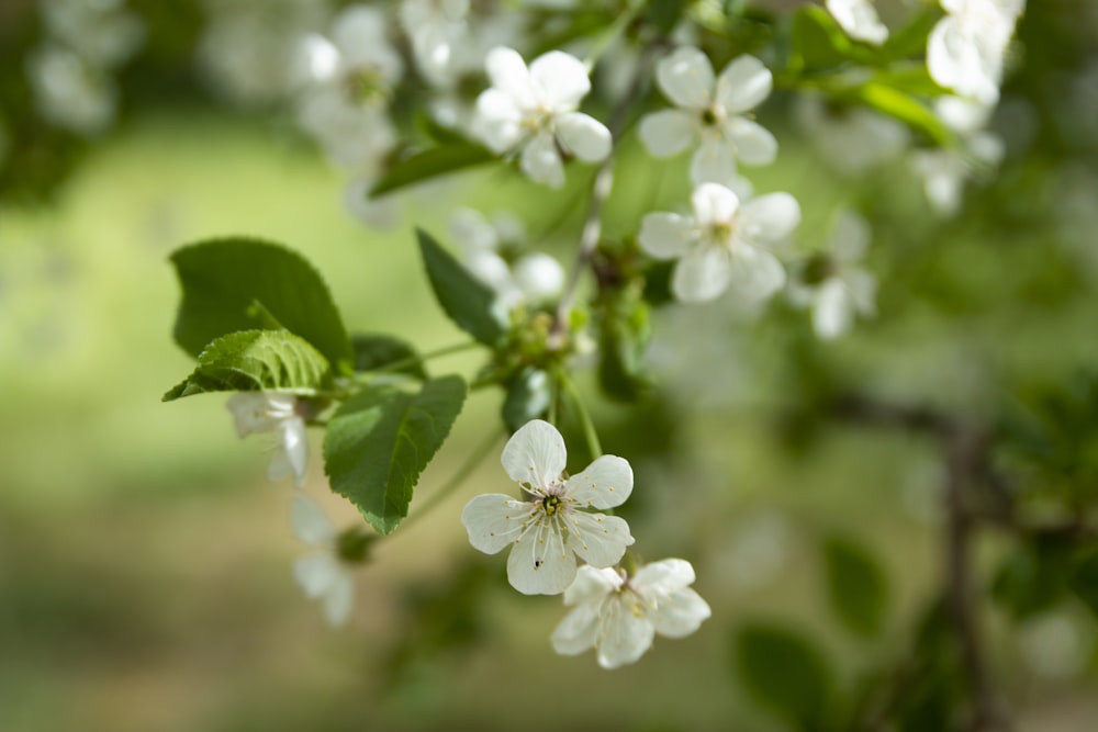 a close up of a tree with white flowers