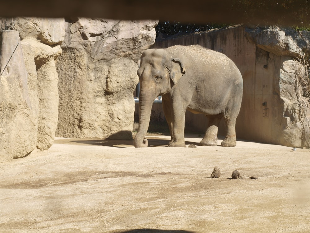an elephant standing in an enclosure at a zoo