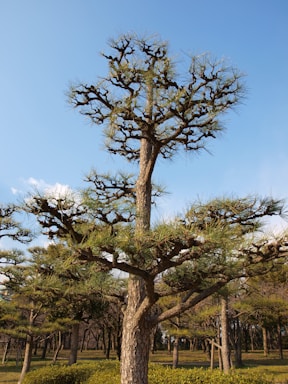 A tall, uniquely pruned pine tree stands majestically in a well-manicured park. Its branches are sparse, creating interesting patterns against a clear blue sky. The ground is covered with trimmed shrubs and more trees can be seen in the background, giving a sense of a quiet, natural setting.