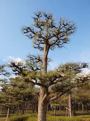 Precision crown reduction on a sprawling tree in a Fullerton park.