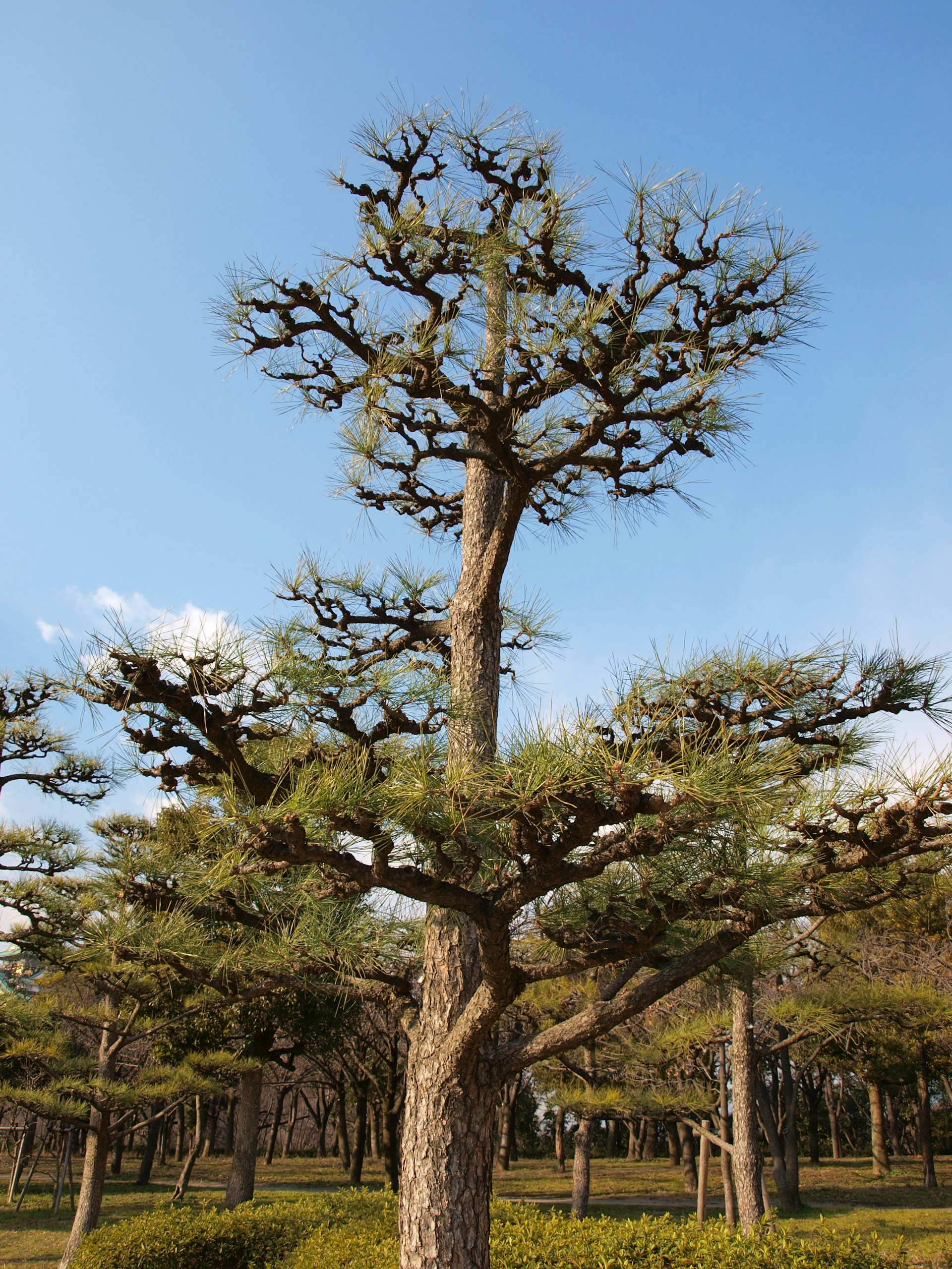 woman wearing yellow long-sleeved dress under white clouds and blue sky during daytime