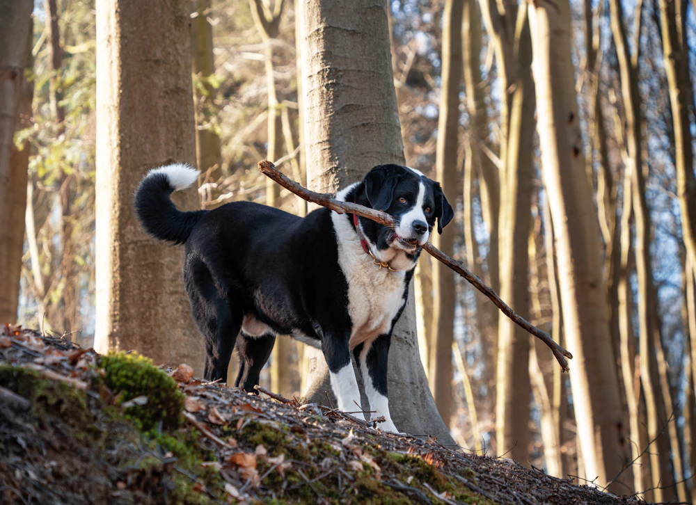Appenzeller Sennenhund, photo 1