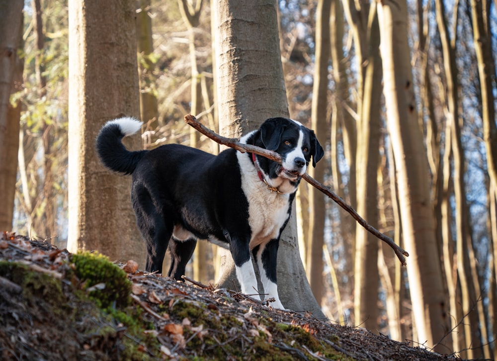 a black and white dog carrying a stick in its mouth