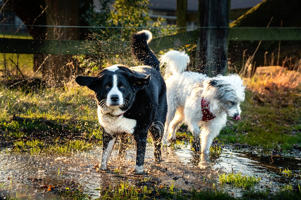 a couple of dogs that are standing in the water