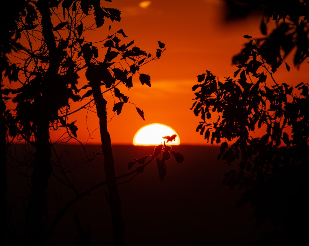 El sol se está poniendo detrás de algunos árboles