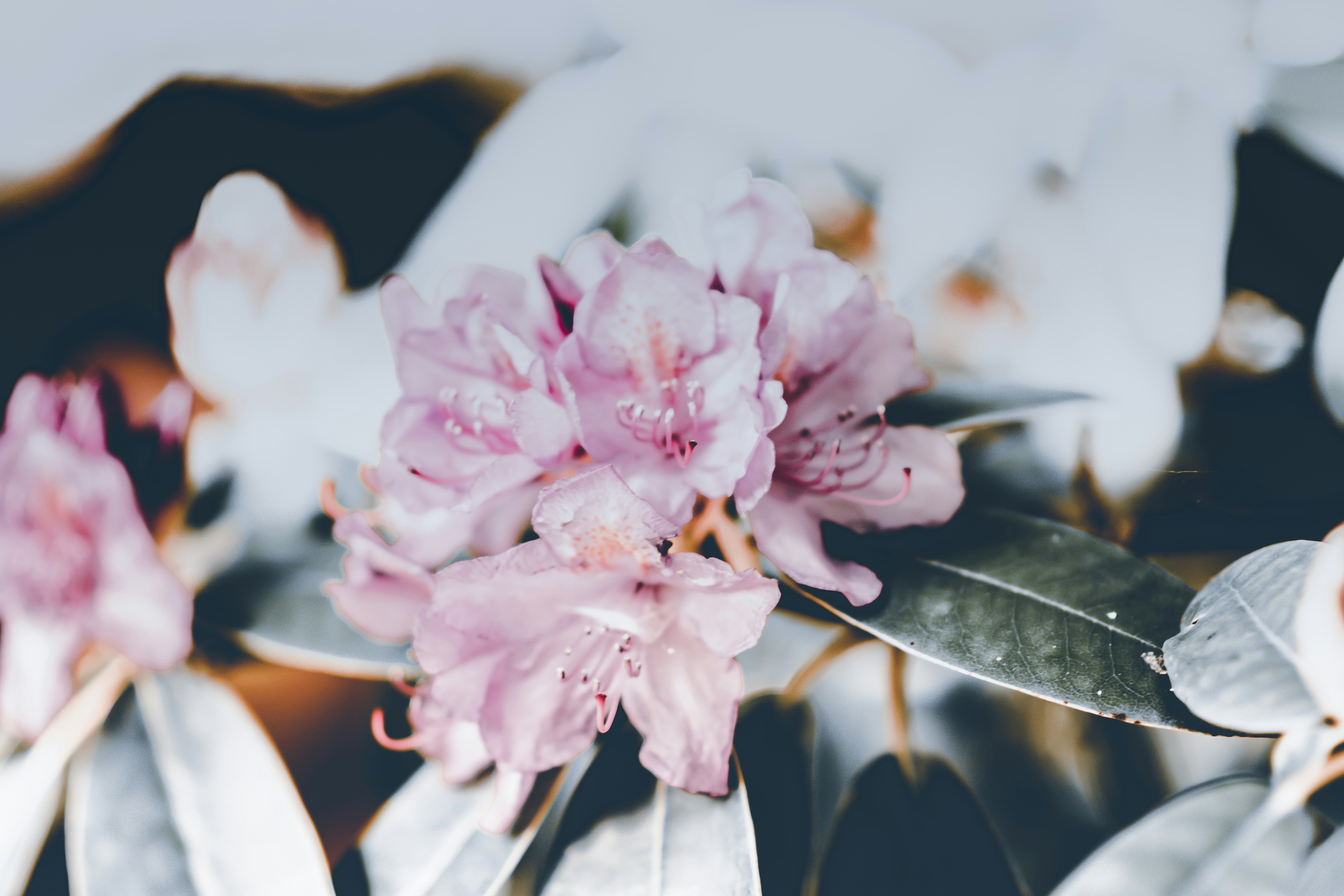 Photo by danielnicoletti