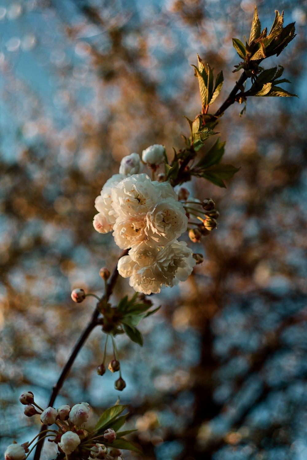 a branch of a tree with white flowers