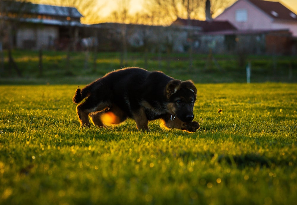 a dog that is standing in the grass