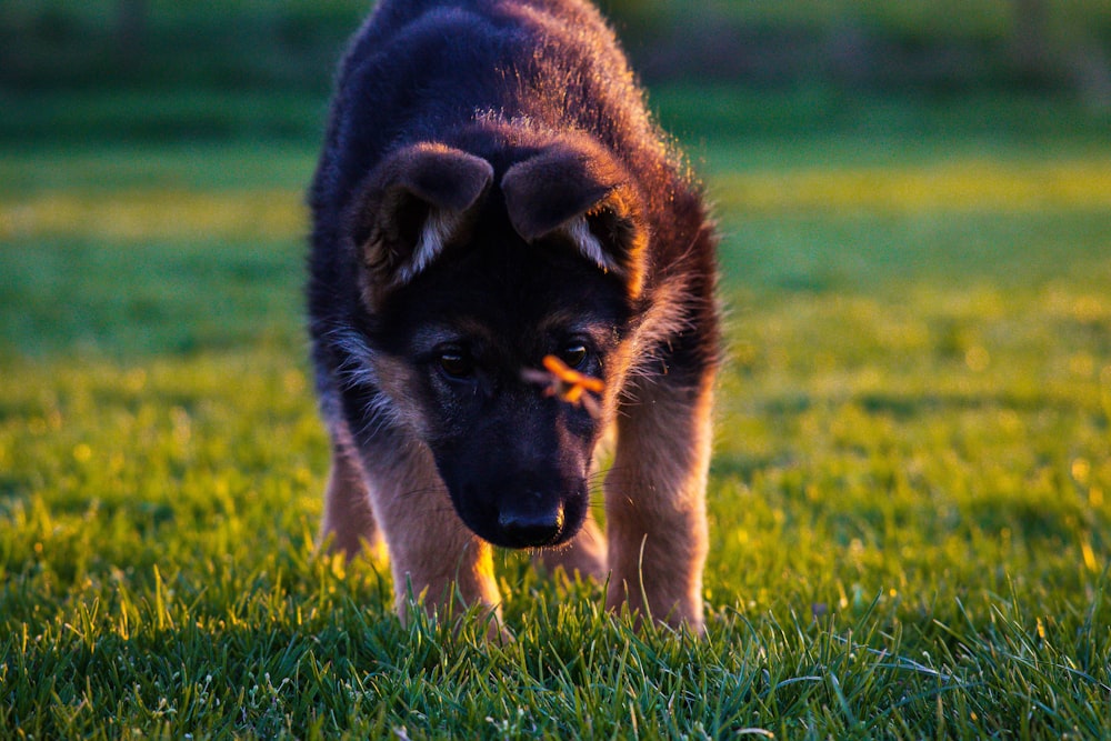 a black and brown dog standing on top of a lush green field