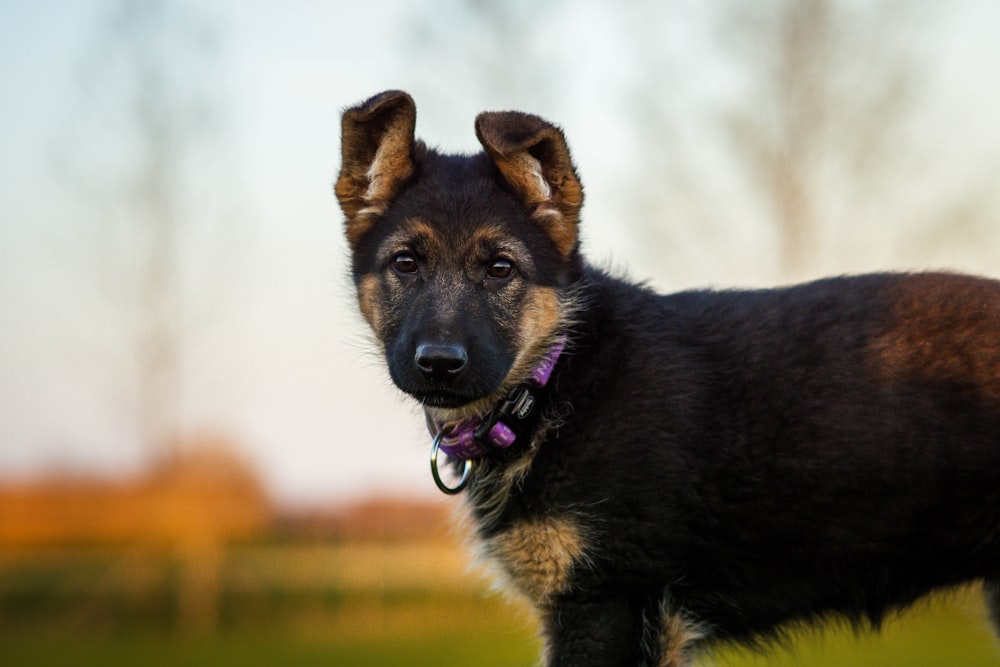 a black and brown dog standing in a field