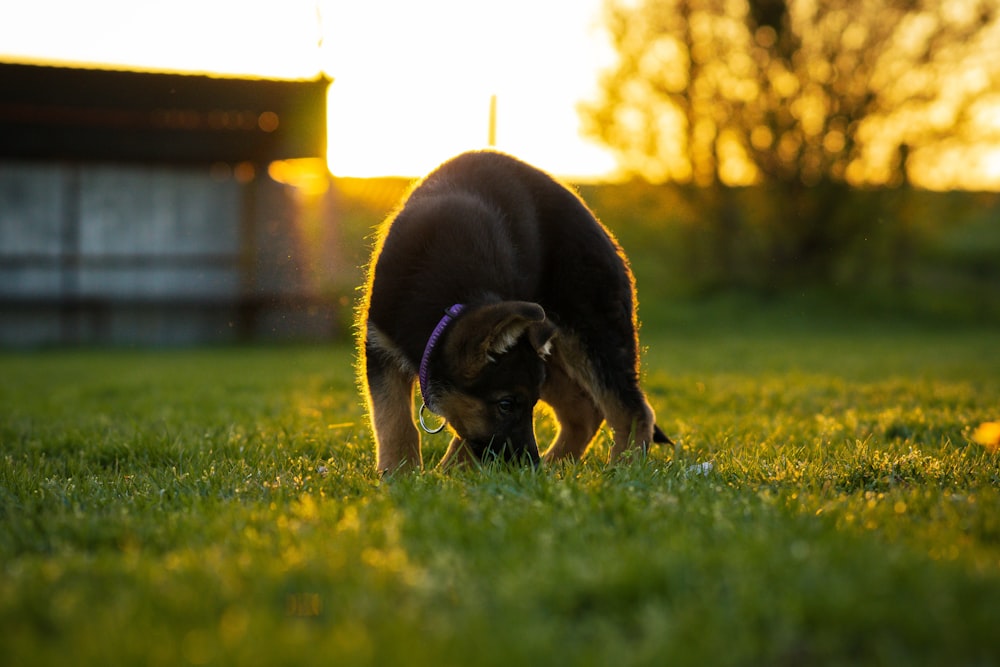 a dog is eating grass in a field