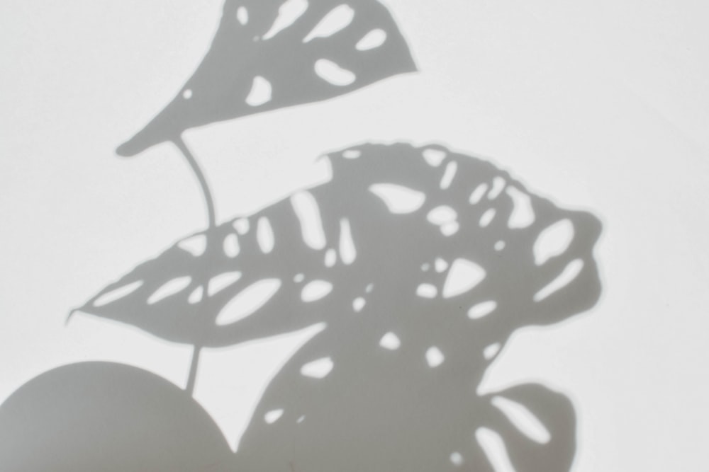 a shadow of a plant on a white wall