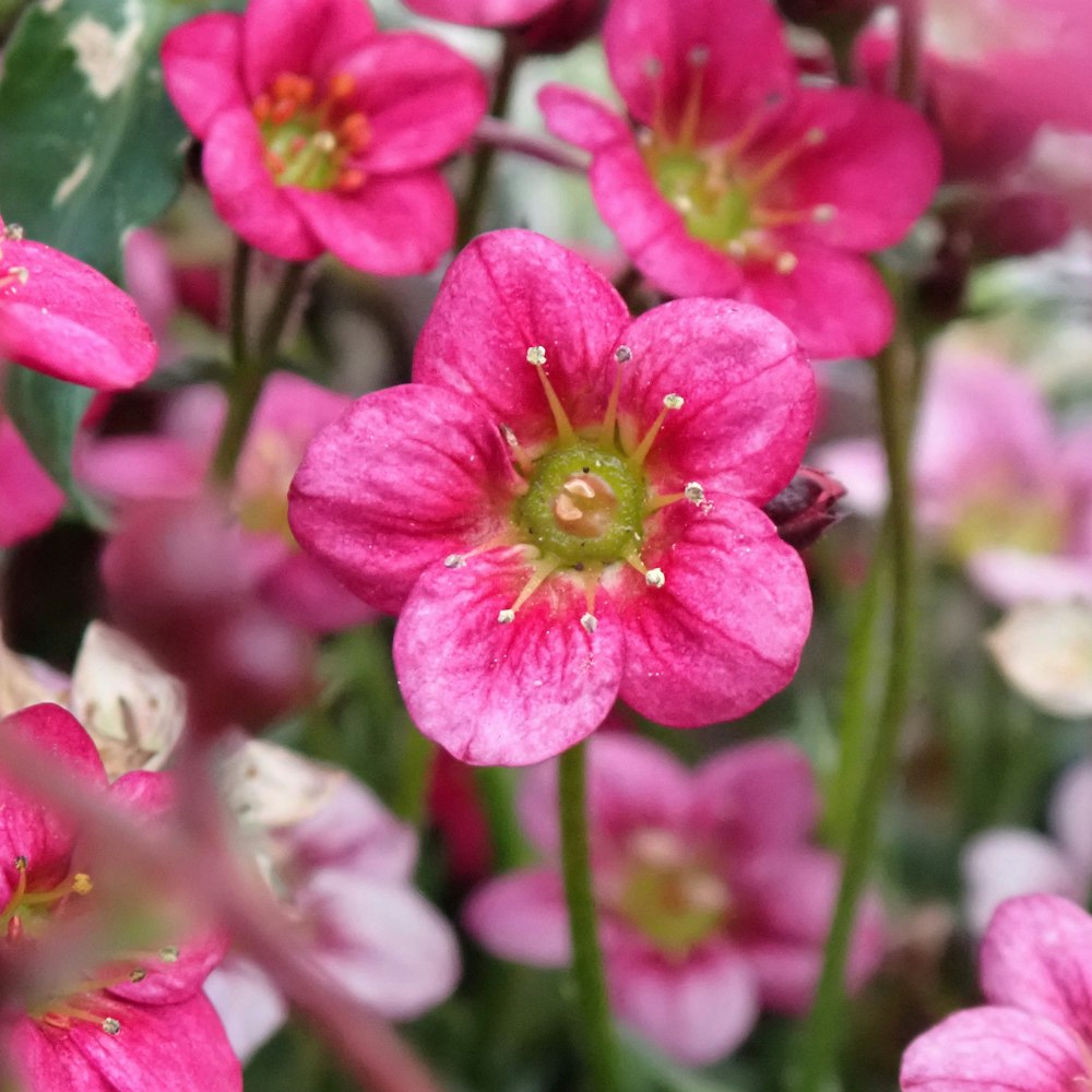 a bunch of pink flowers with green leaves