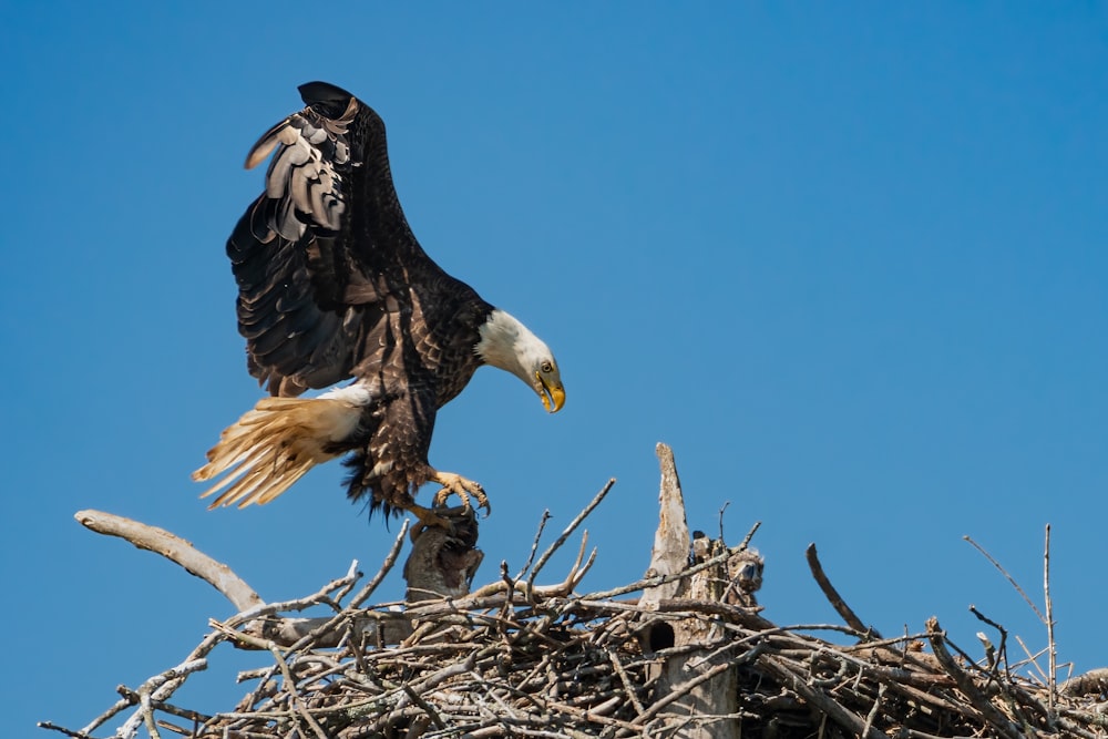 a bald eagle sitting on top of a nest