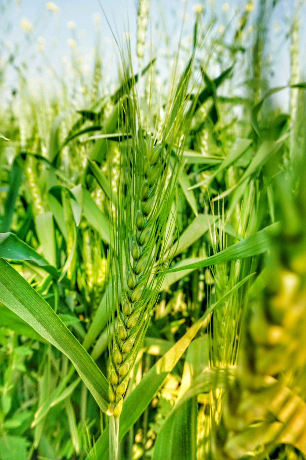 a close up of a field of green grass