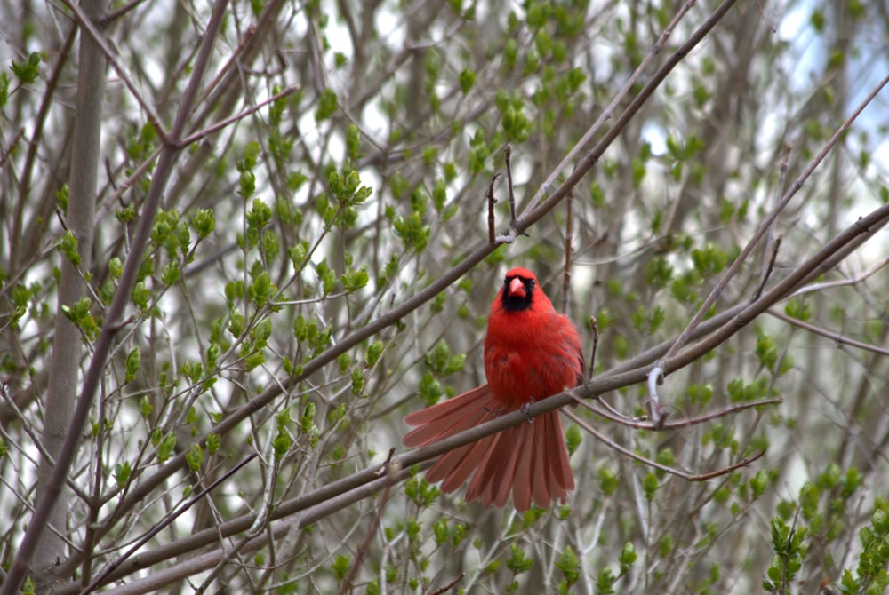 a red bird sitting on top of a tree branch