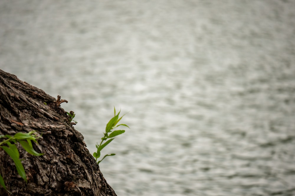 a branch of a tree next to a body of water