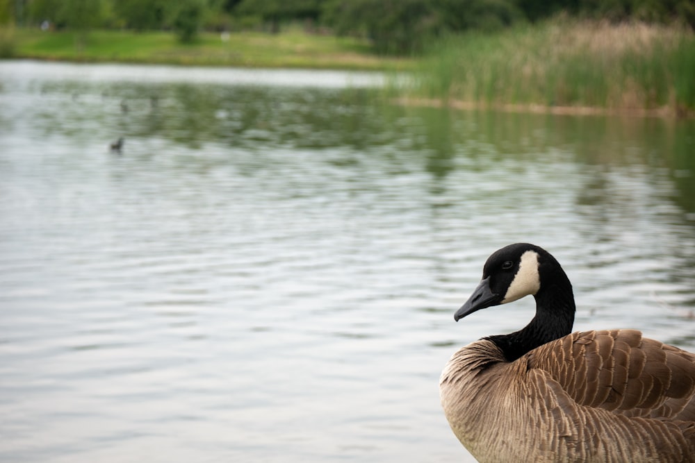 a goose is standing in front of the water