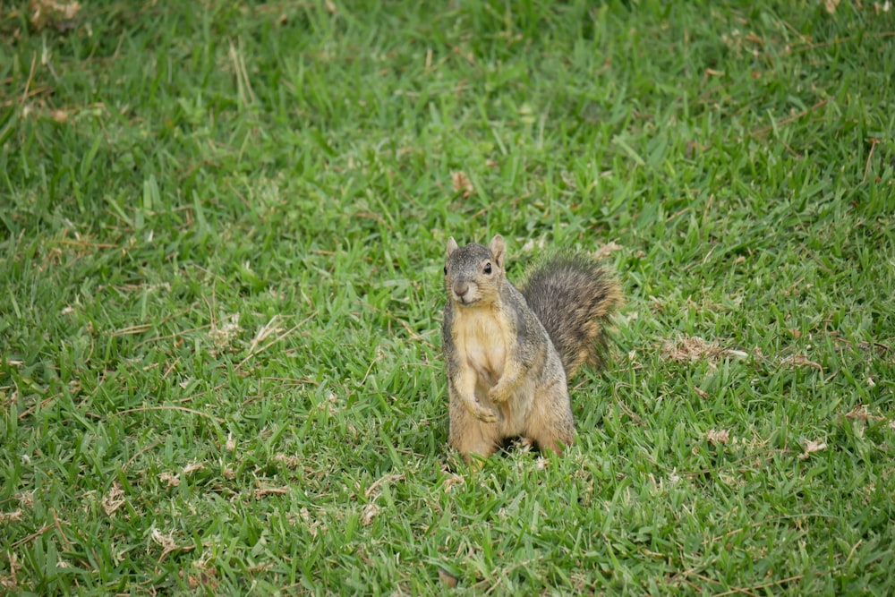 a squirrel standing on its hind legs in the grass