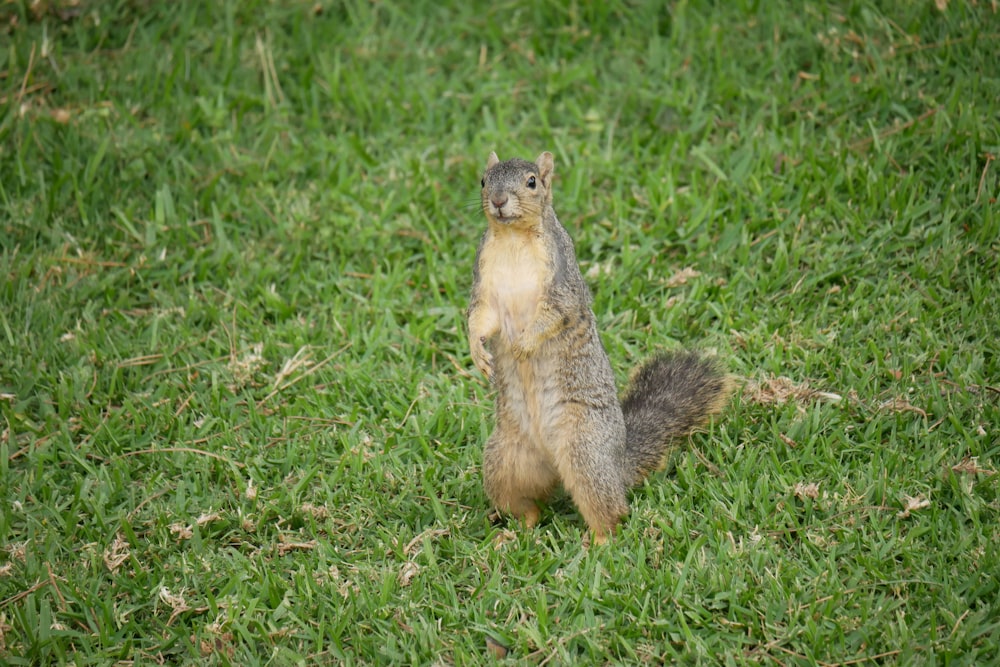 a squirrel is standing on its hind legs in the grass