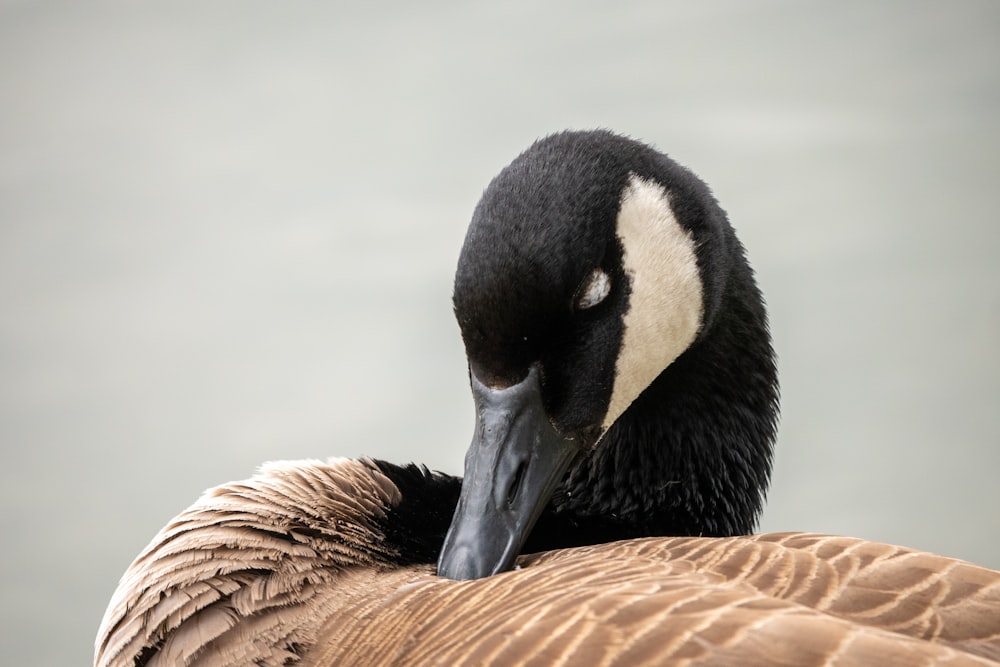 a close up of a duck with a black head
