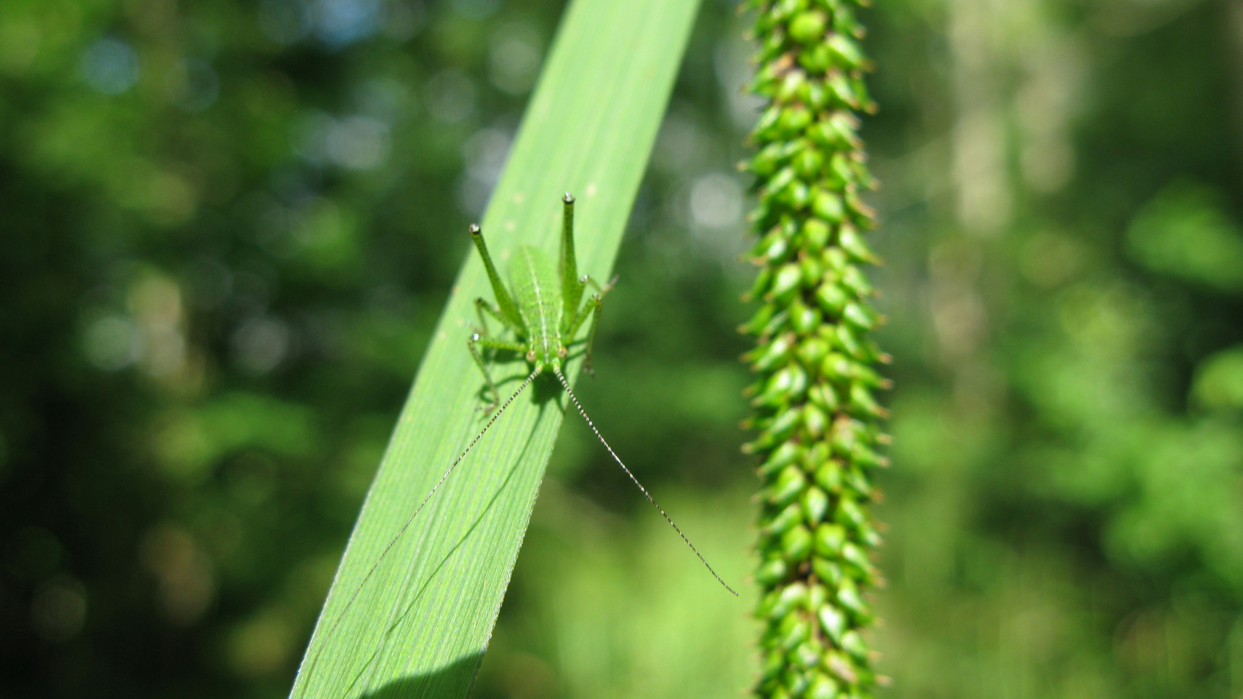 A green insect sitting on top of a green plant photo – Free Photo Image ...