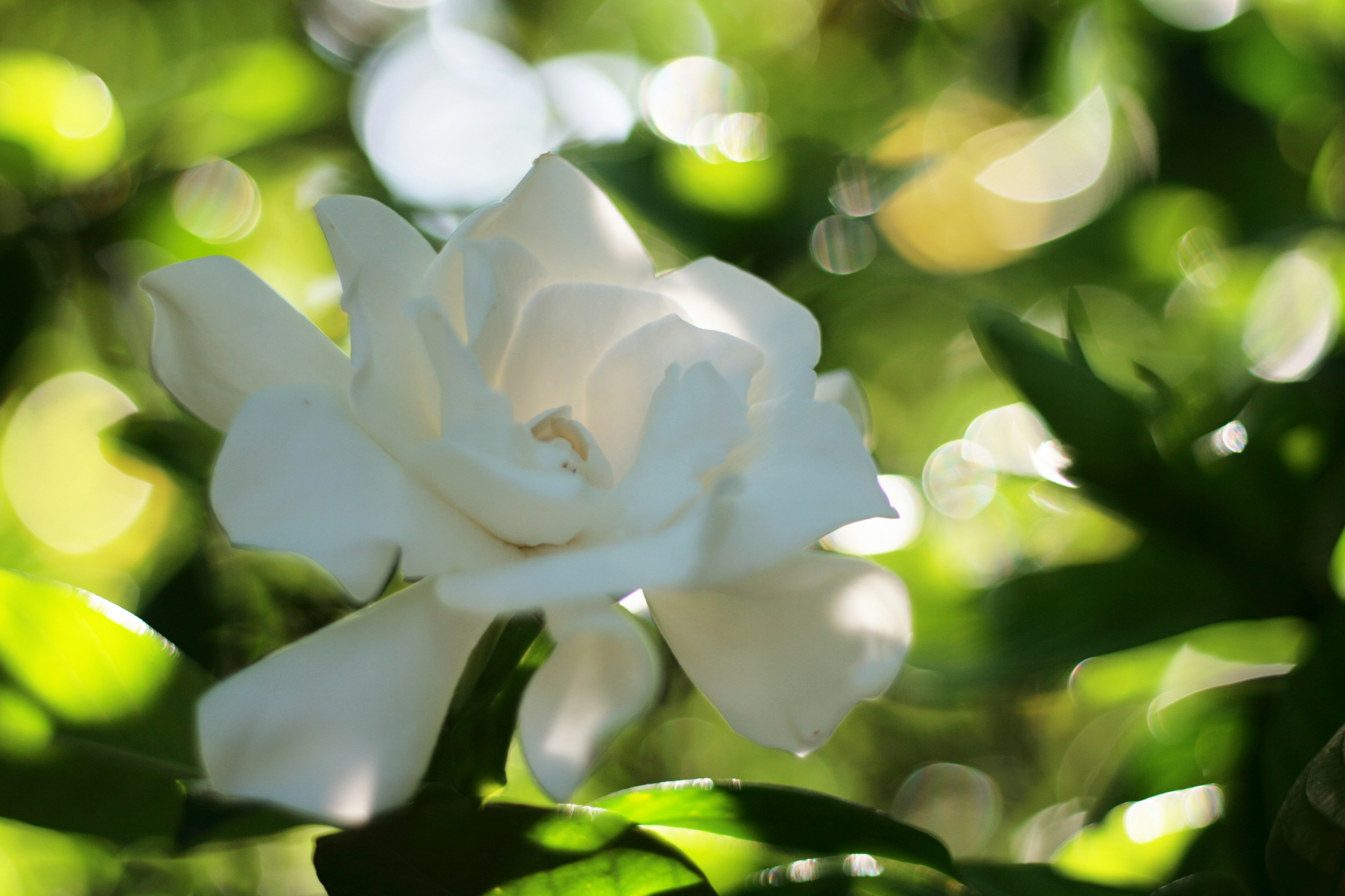 Photo by astralforests