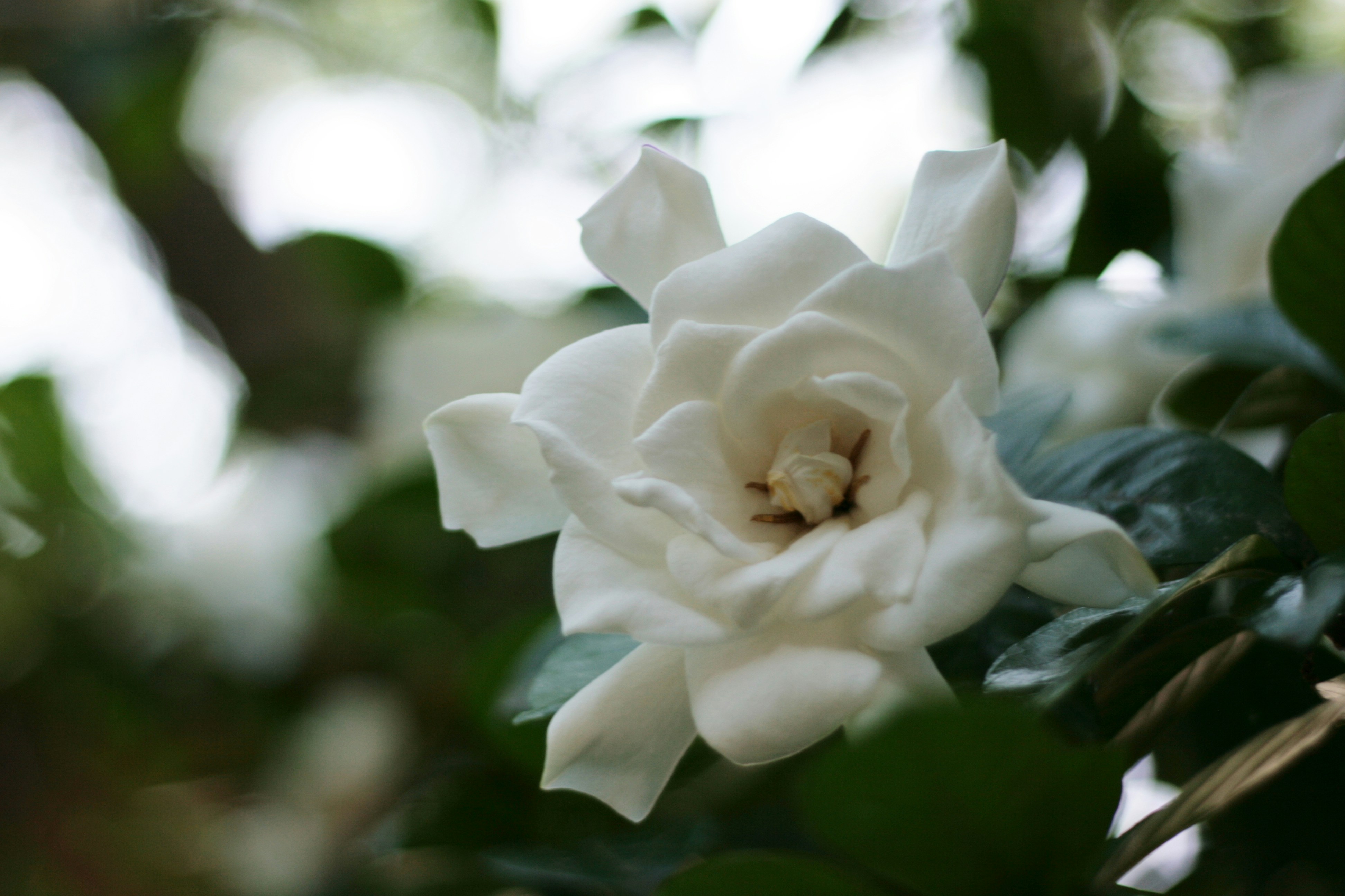 Photo by astralforests