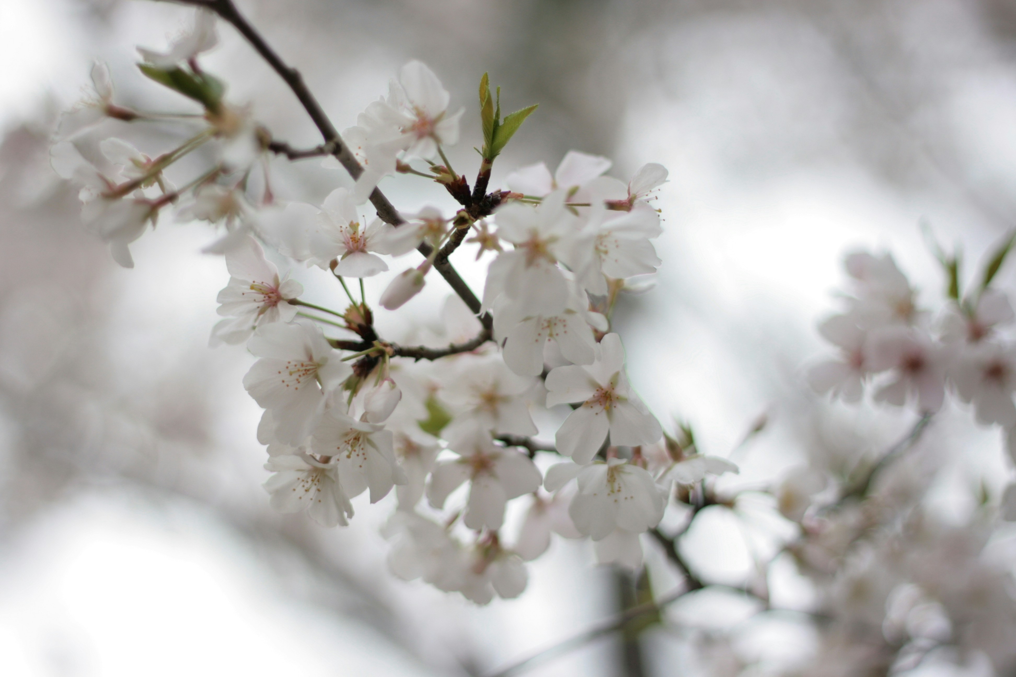 Photo by astralforests