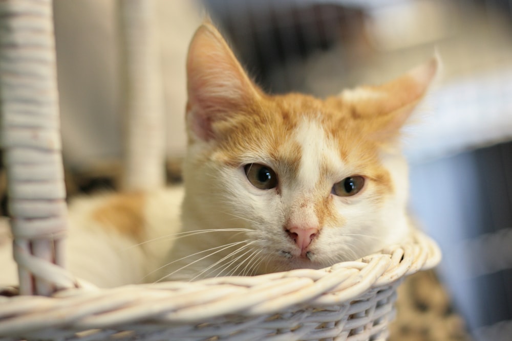 an orange and white cat sitting in a basket