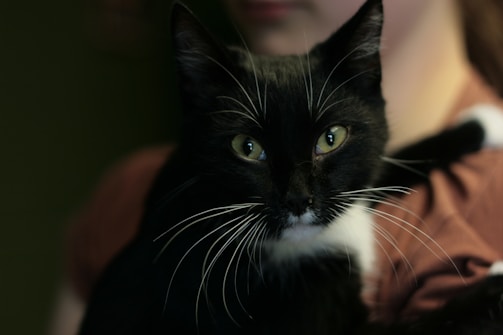 A gentle black cat being lovingly held by a foster caregiver in a cozy home setting.