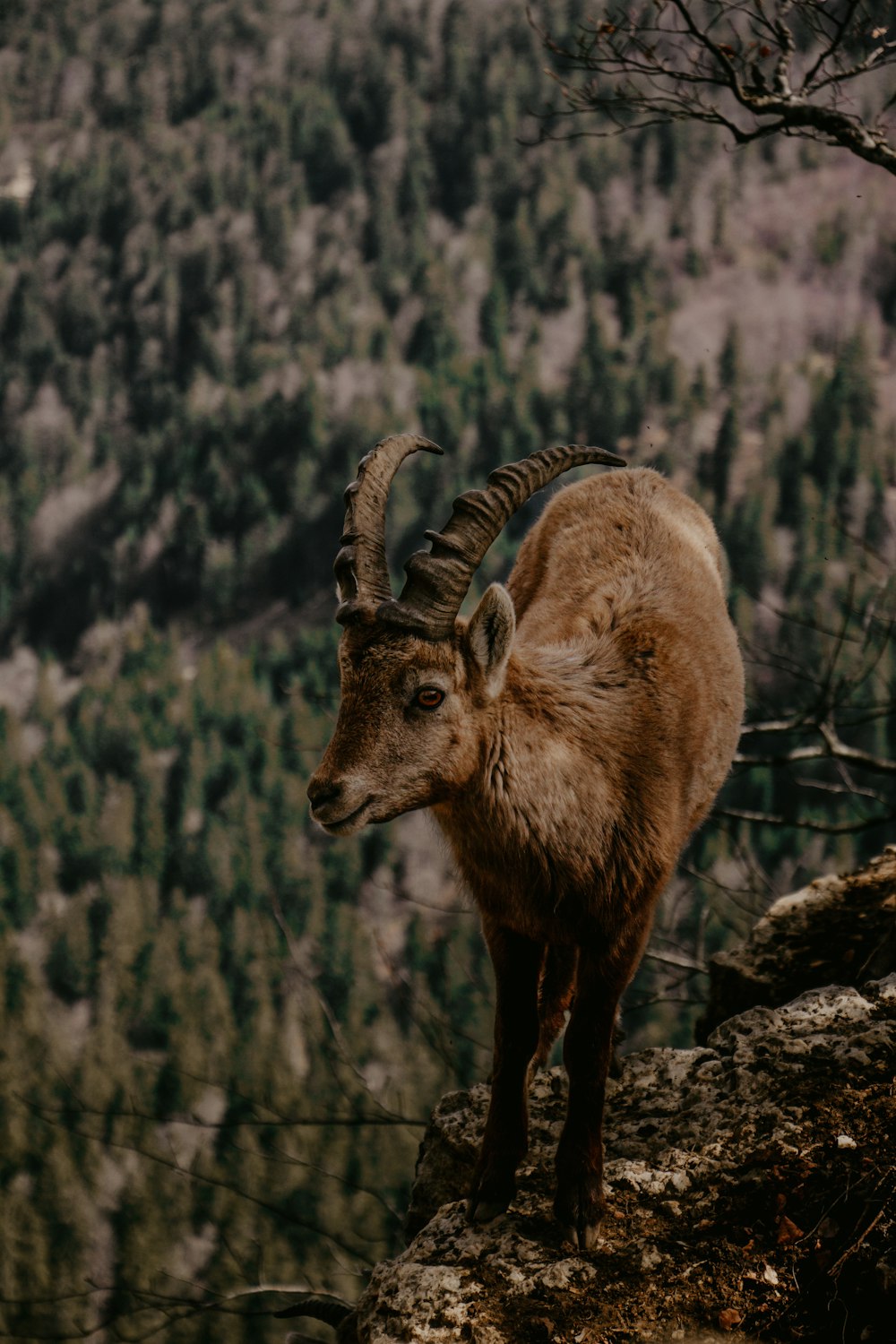 a mountain goat standing on top of a cliff