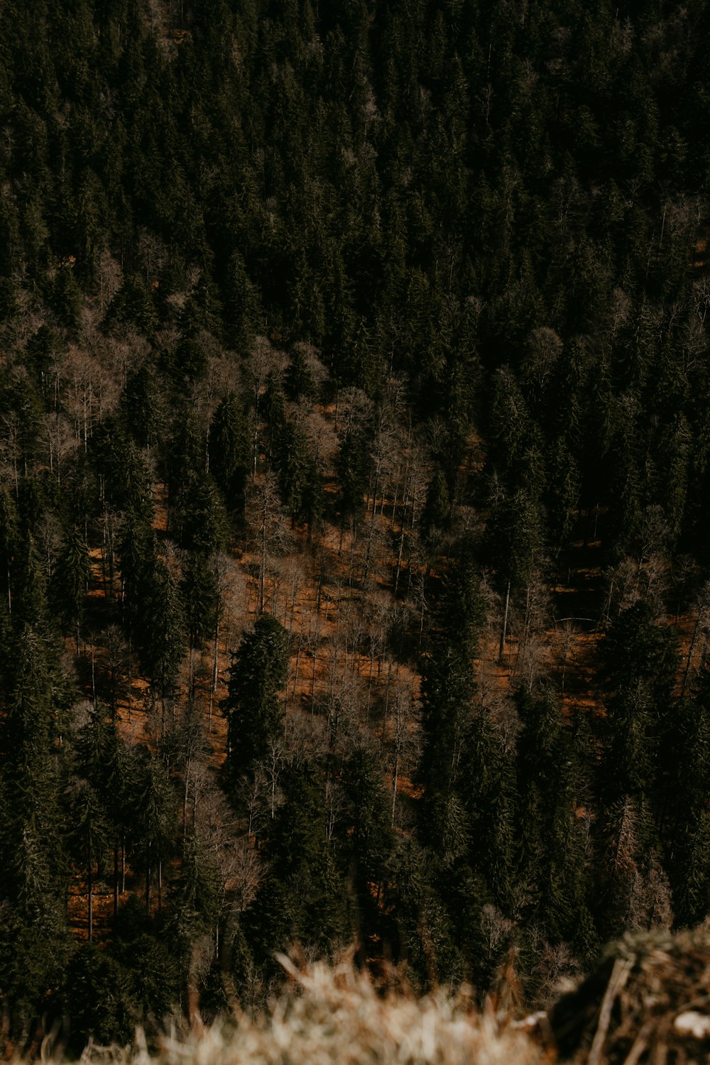 Un rebaño de ovejas pastando en la cima de un exuberante bosque verde