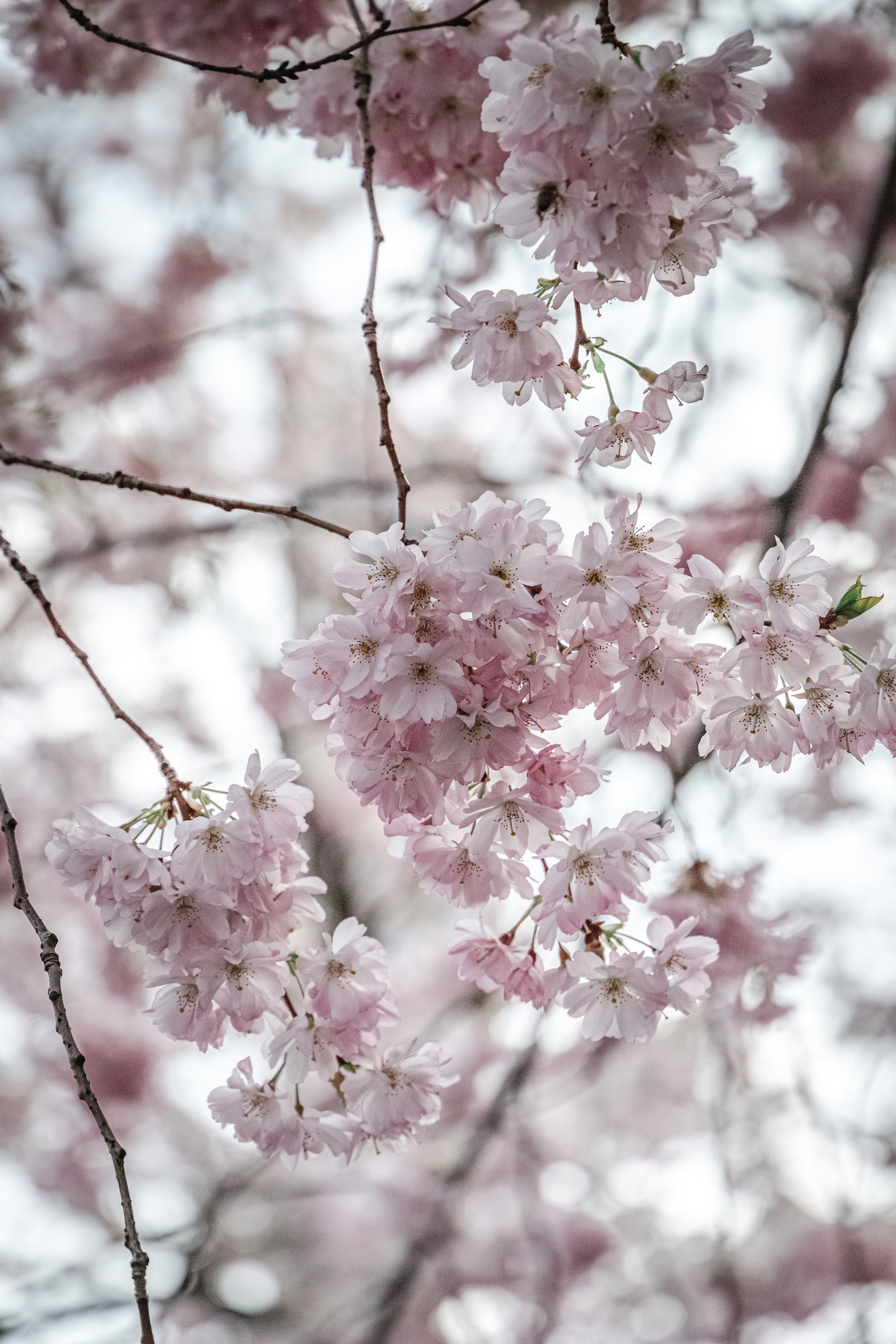 Photo by katharina_bill