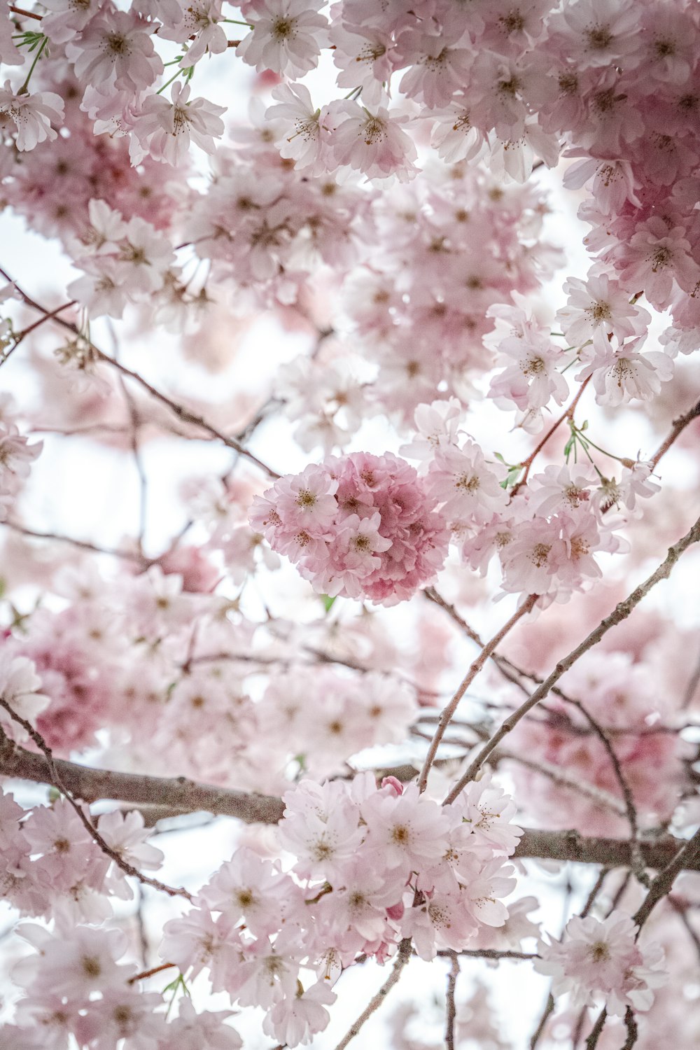 a close up of a bunch of flowers on a tree