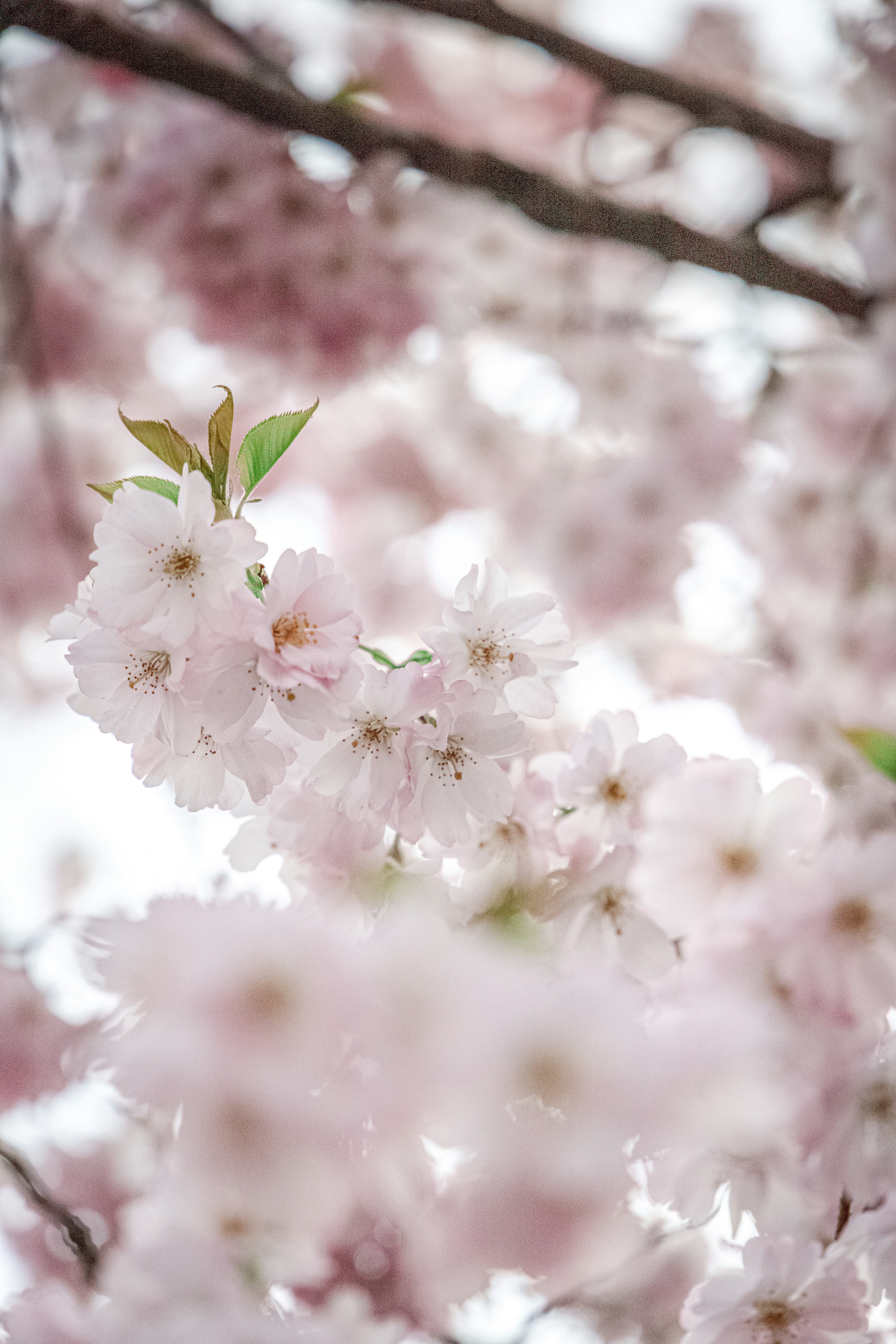 Photo by katharina_bill