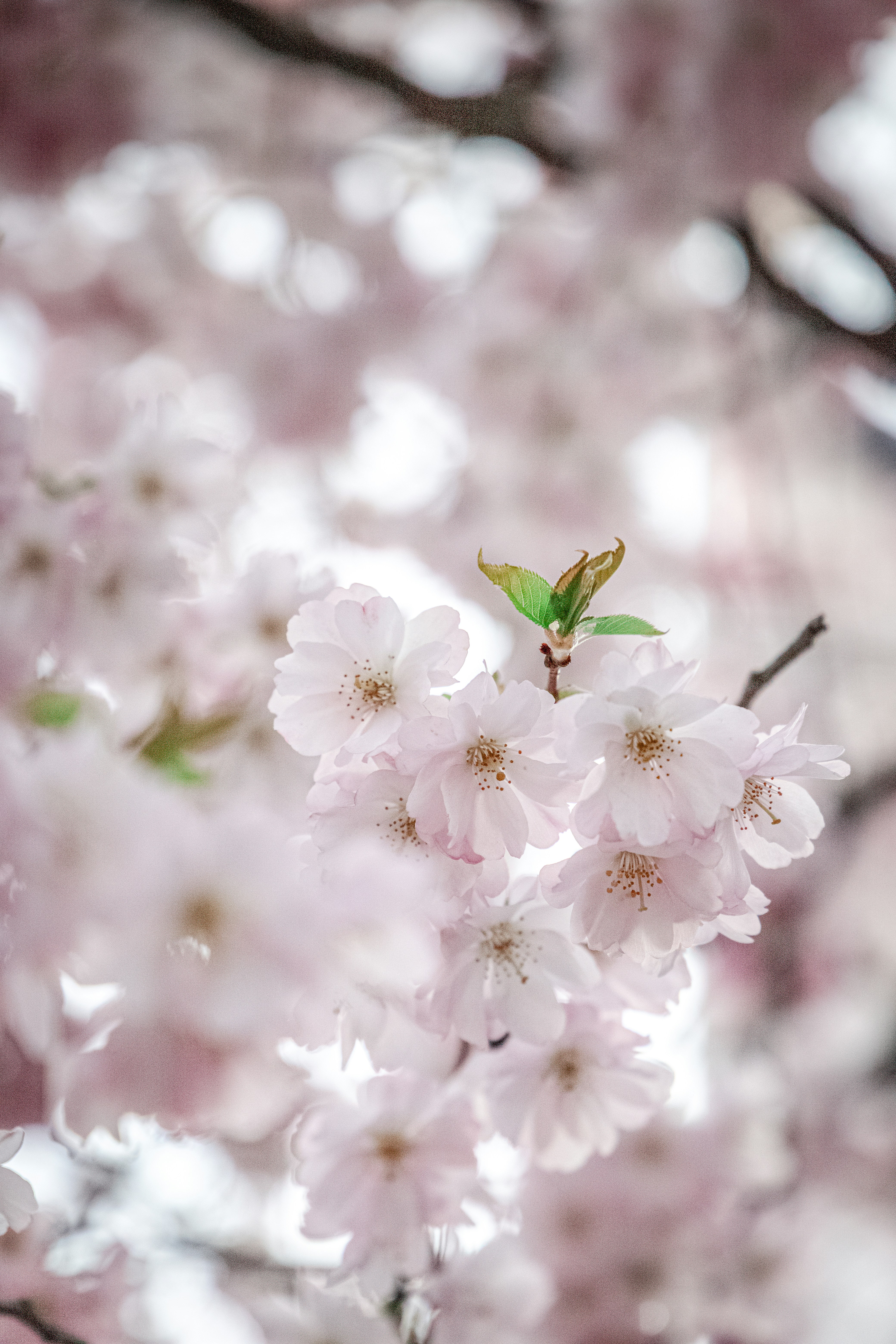 A close up of a tree with pink flowers photo – Free Cherry blossom ...