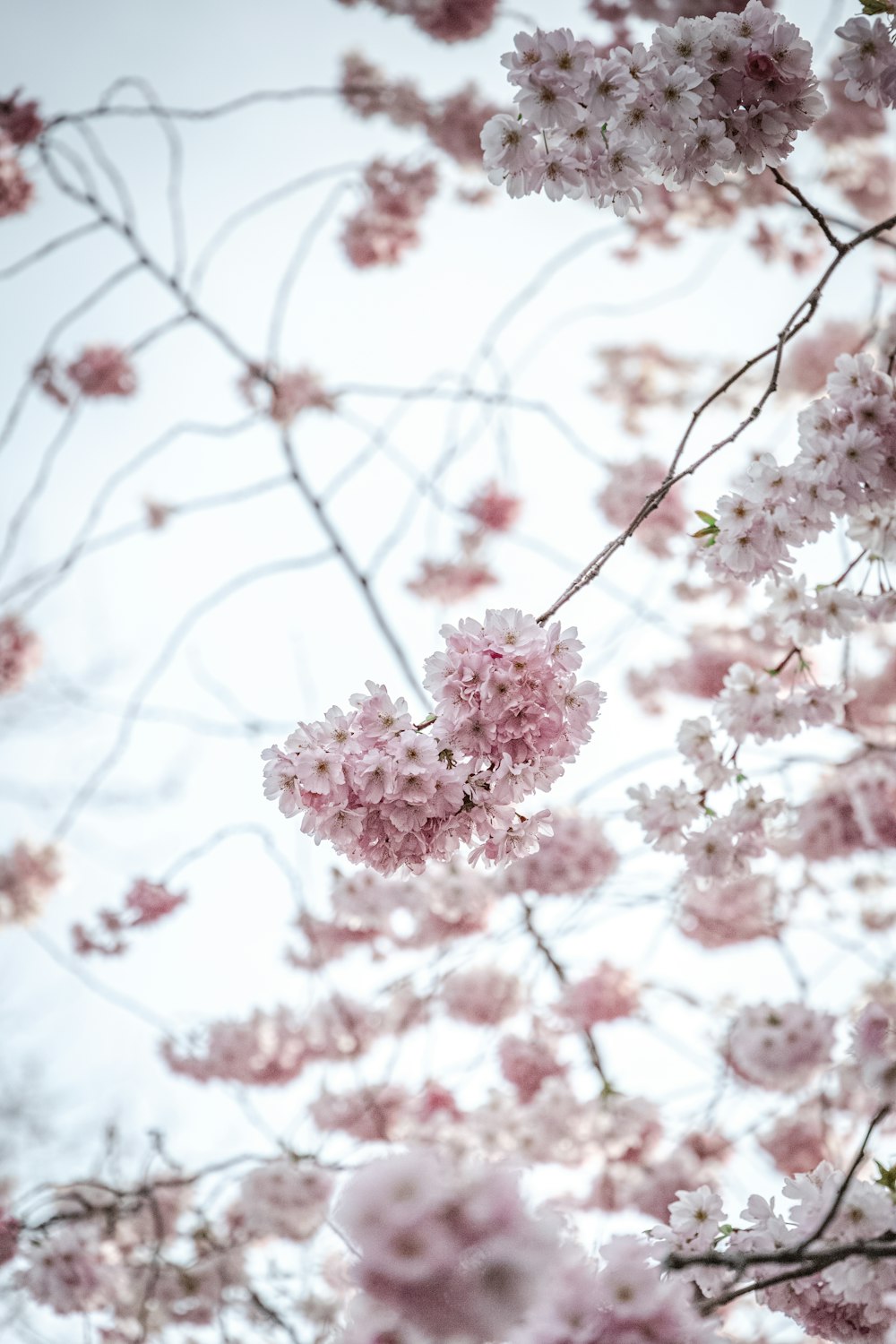 a bunch of pink flowers on a tree